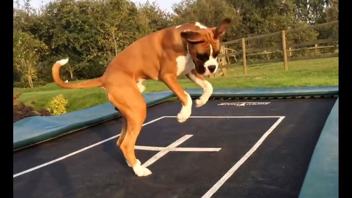 Why Dogs Love Trampolines [Do's and Don'ts]